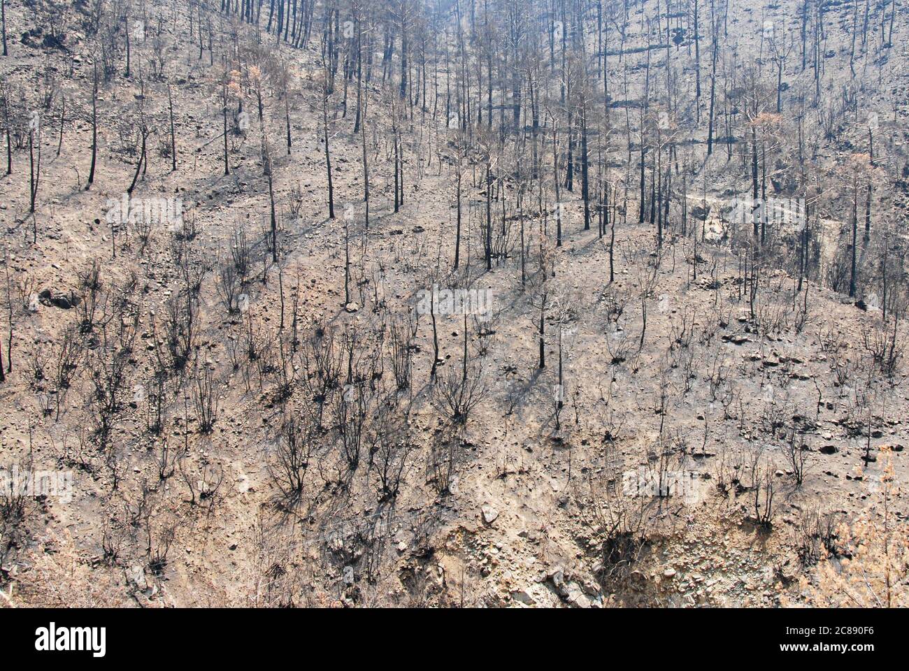 Forêt brûlée avec des arbres après un feu de forêt Banque D'Images
