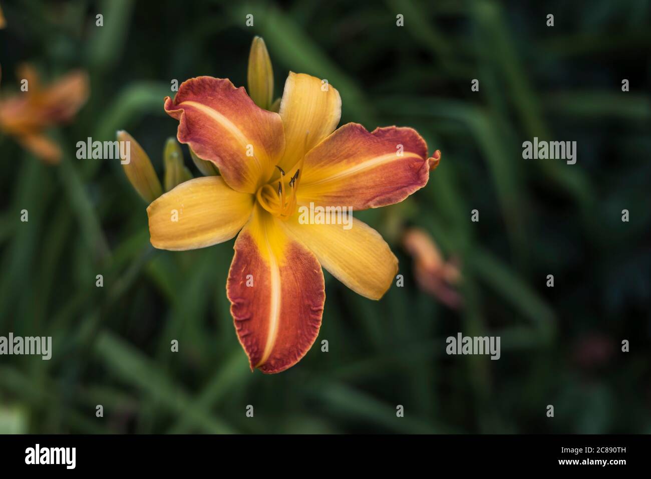 Fleur orange et jaune d'Hemérocallis ou de Daylis dans un jardin. Banque D'Images