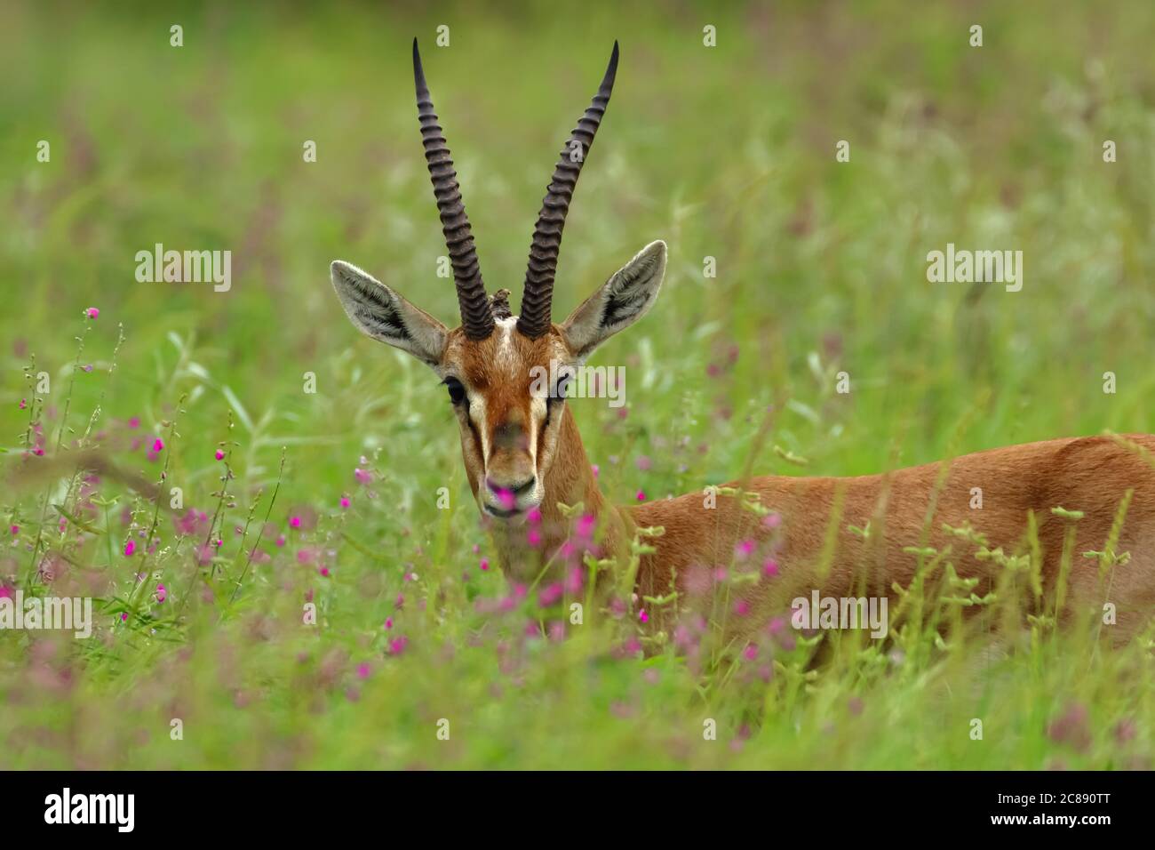 Gros plan d'une gazelle indienne antilope chinkara avec Cornes pointues debout au milieu de l'herbe verte et des fleurs au Rajasthan Inde Banque D'Images