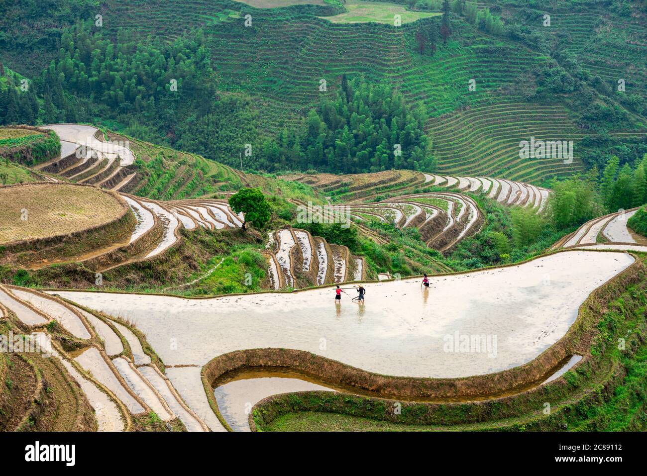 Yaoshan Mountain, Guilin, Chine rizières en terrasses à flanc de paysage. Banque D'Images