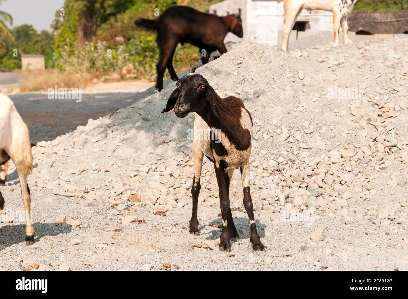 Moutons bruns et blancs sur la route en Inde. Banque D'Images