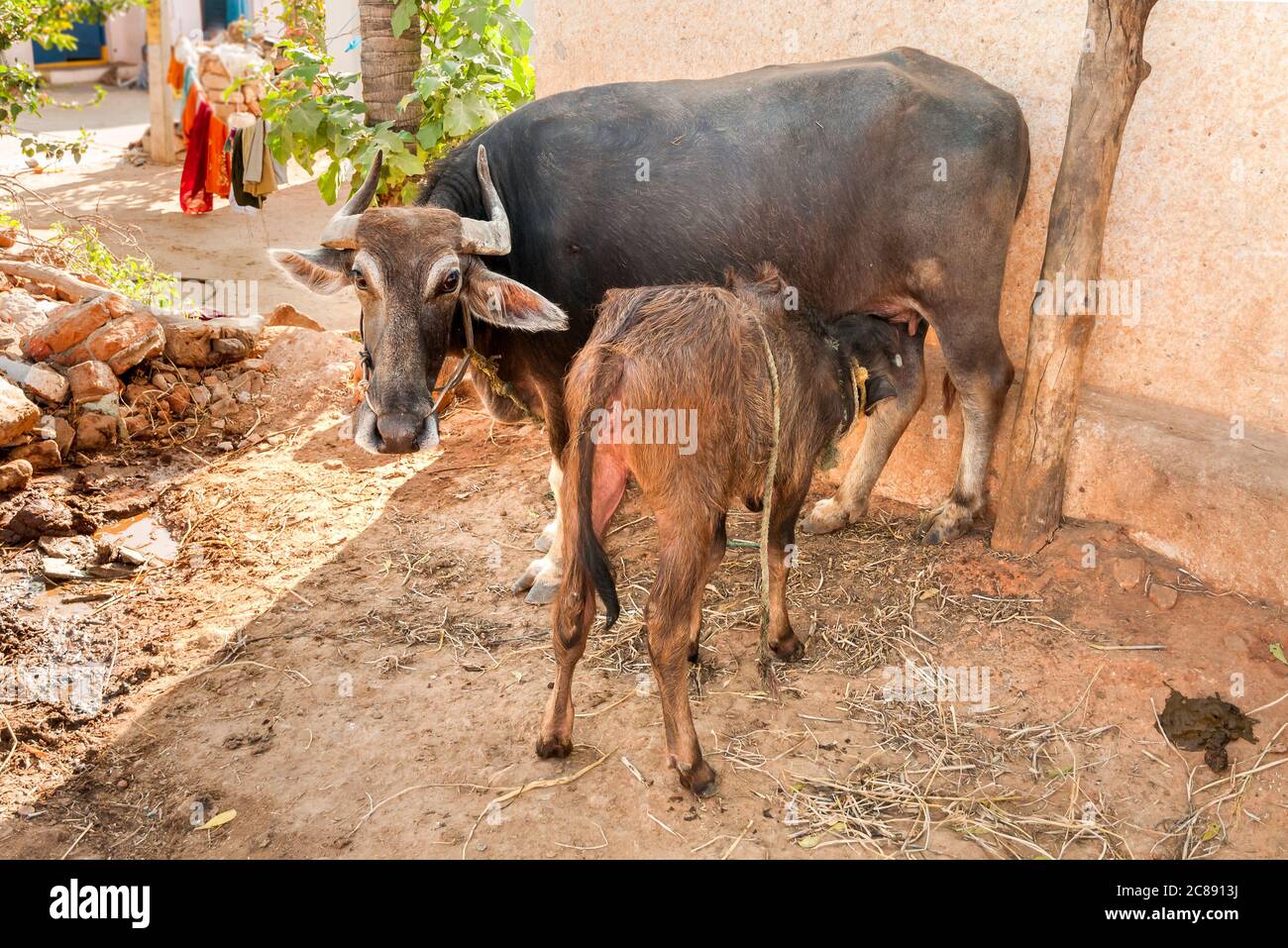 La vache brune indienne suce le veau dans le petit village indien. Banque D'Images