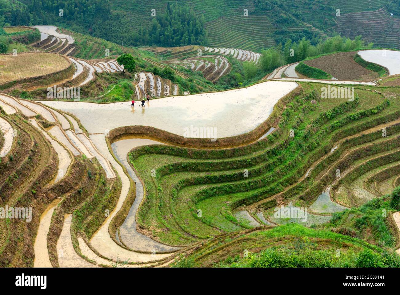Yaoshan Mountain, Guilin, Chine rizières en terrasses à flanc de paysage. Banque D'Images