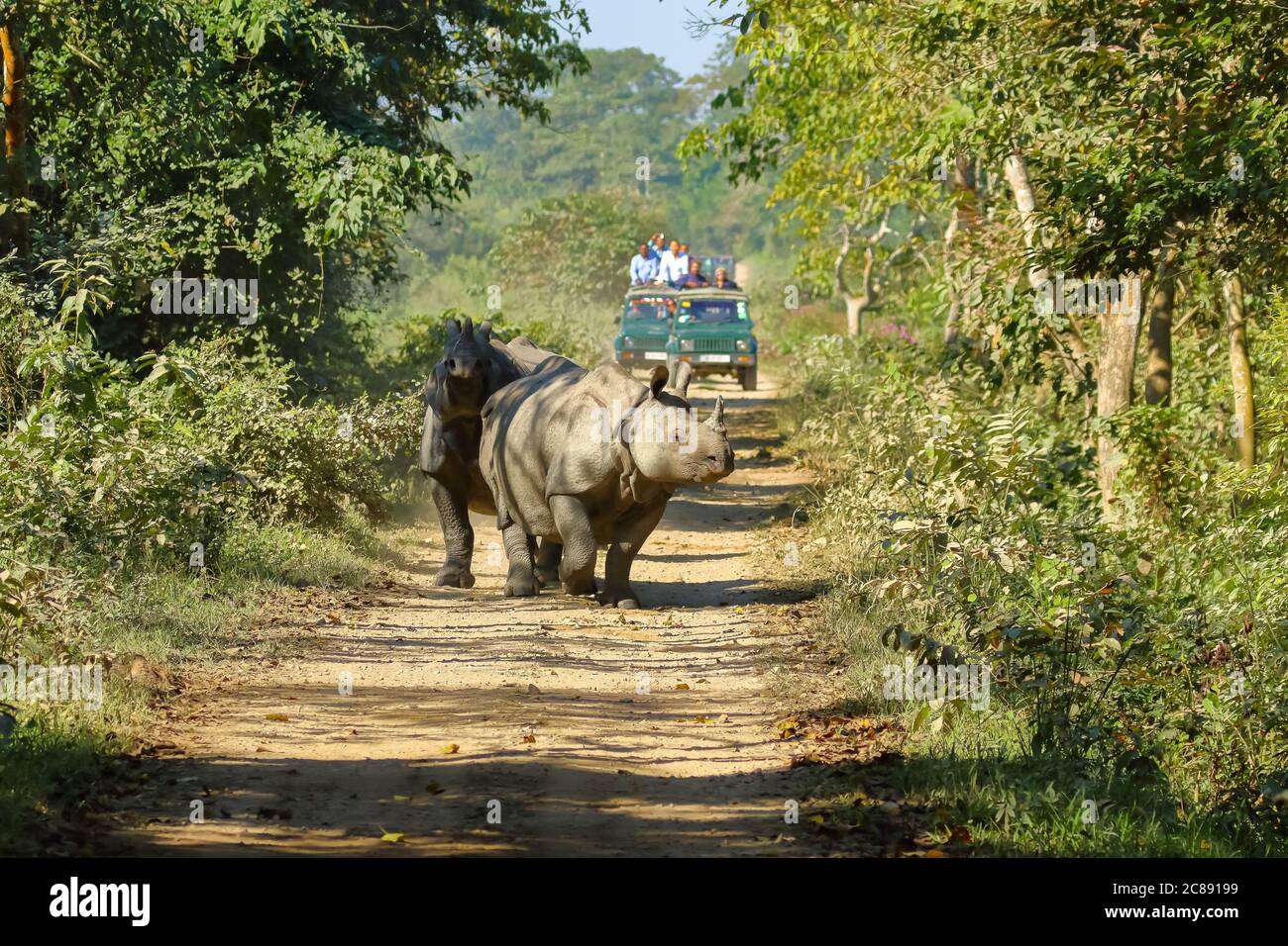 Groupe d'un rhinocéros à cornes marchant sur une piste étant Observation des touristes lors d'un safari en jeep dans le parc national de Kaziranga À Assam Inde, le 6 décembre 2016 Banque D'Images