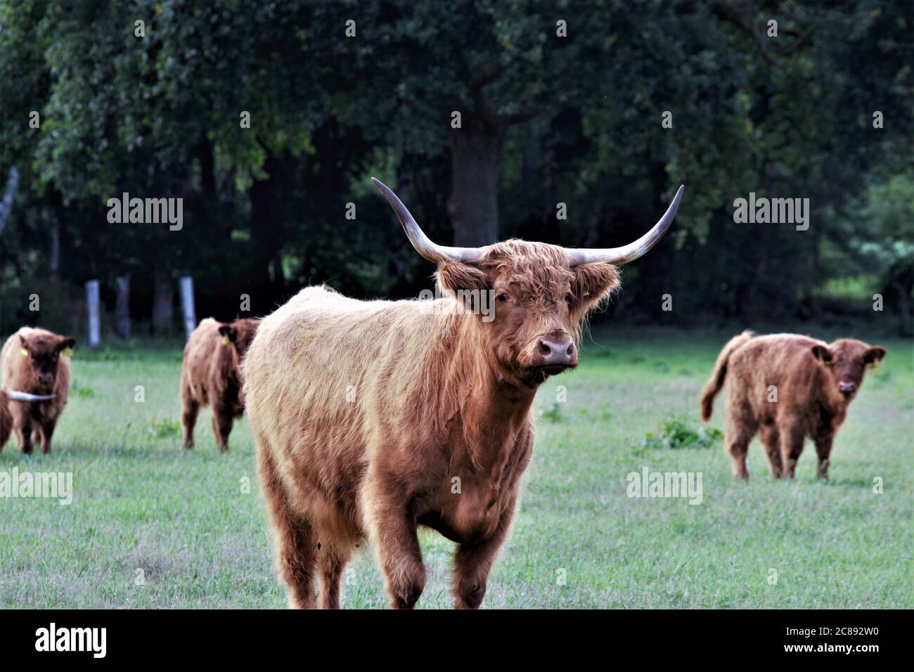Une vache Galloway sur un pâturage vert Banque D'Images