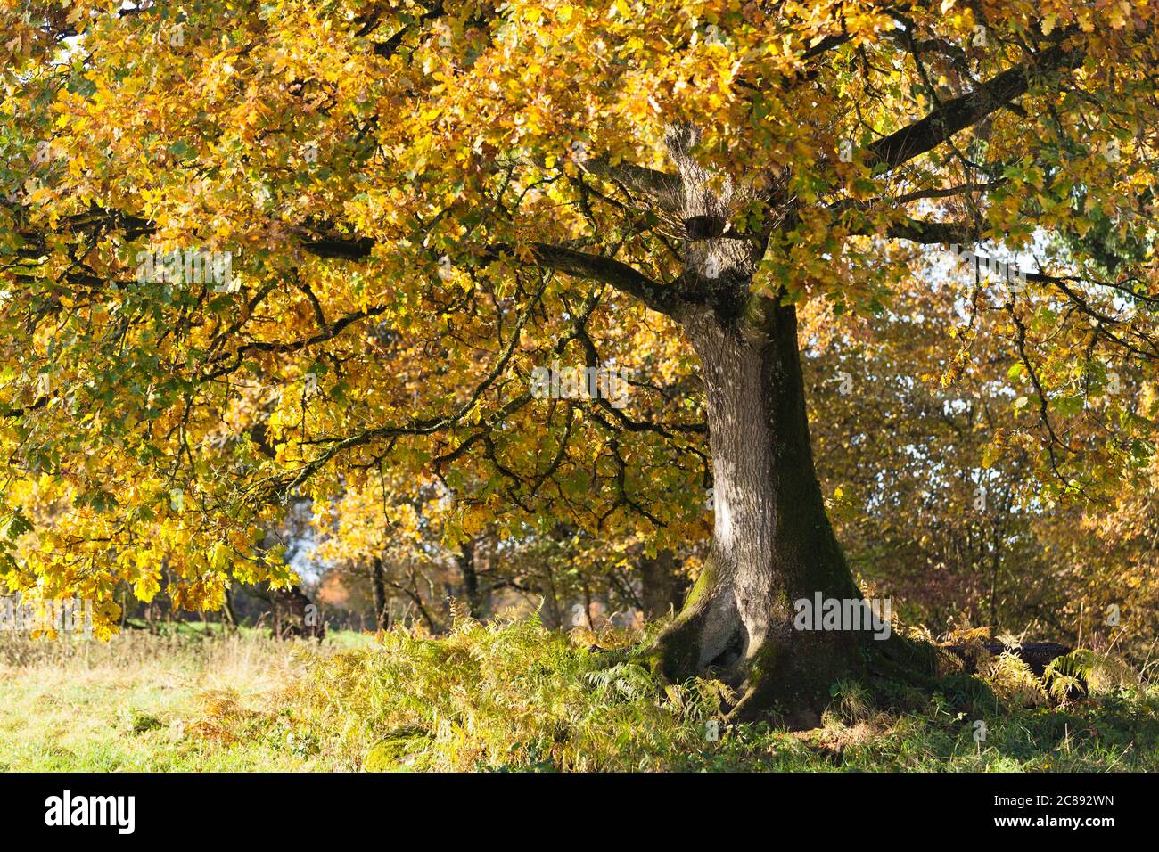 Vieux chêne en automne par une journée ensoleillée. Bretagne, France Banque D'Images