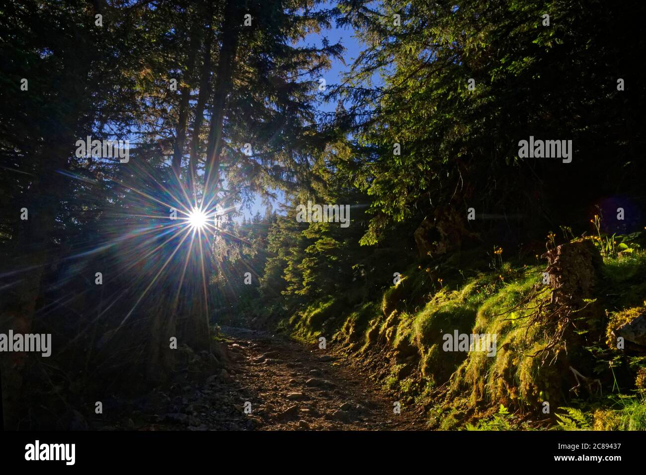 Le soleil s'élève à travers la branche des arbres sur le chemin Banque D'Images