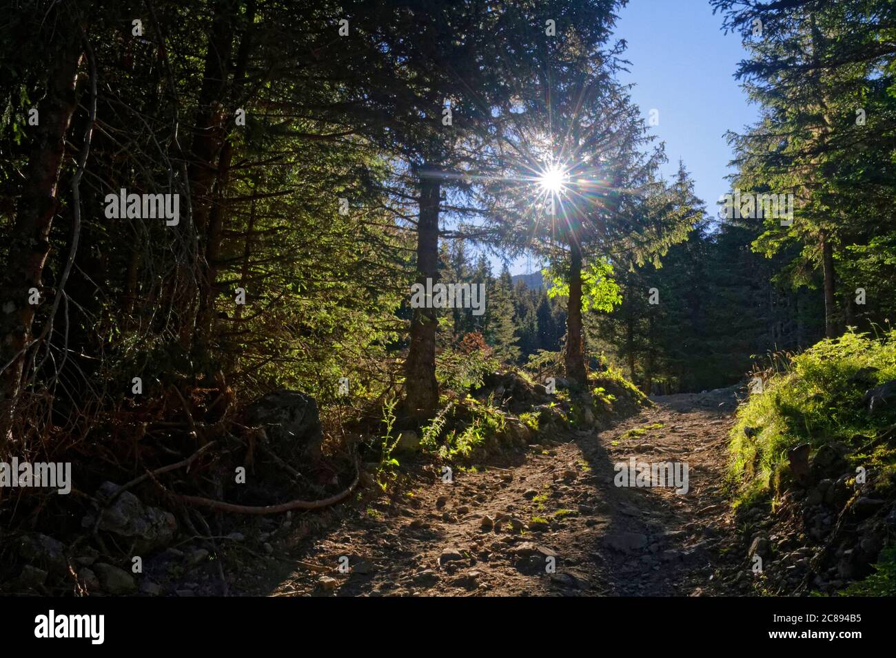 Le soleil s'élève à travers la branche des arbres sur le chemin Banque D'Images