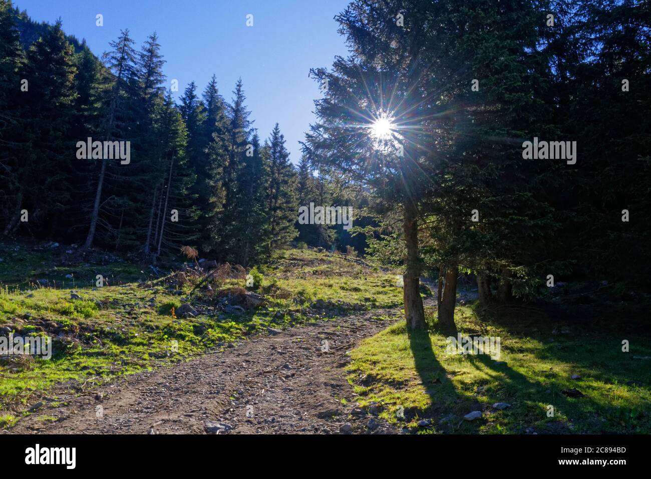 Le soleil s'élève à travers la branche des arbres sur le chemin Banque D'Images