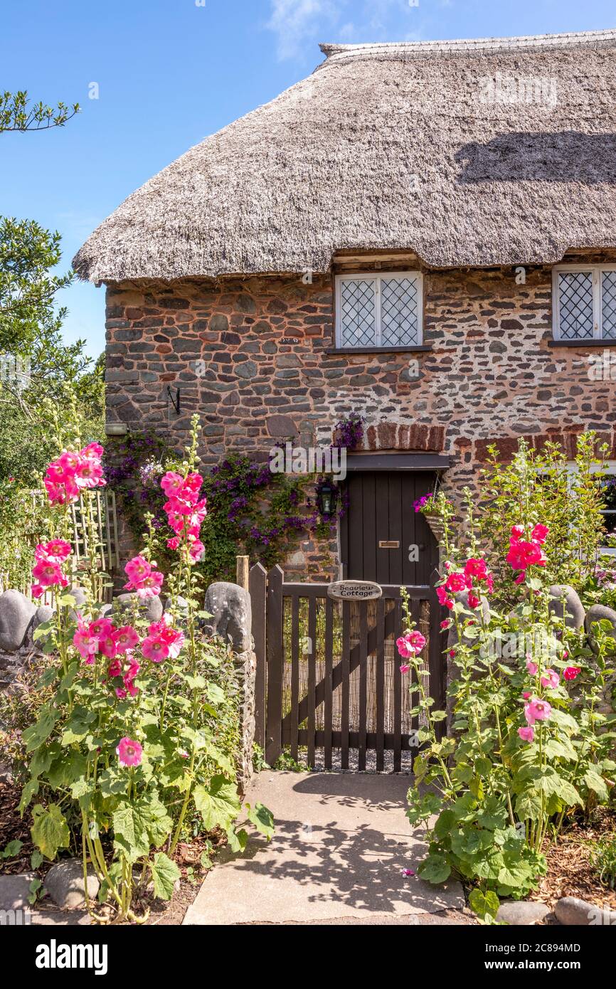 Des hollyhocks fleurissent par la porte d'un cottage traditionnel de chaume sur le parc national d'Exmoor dans le village de Bossington, Somerset UK Banque D'Images