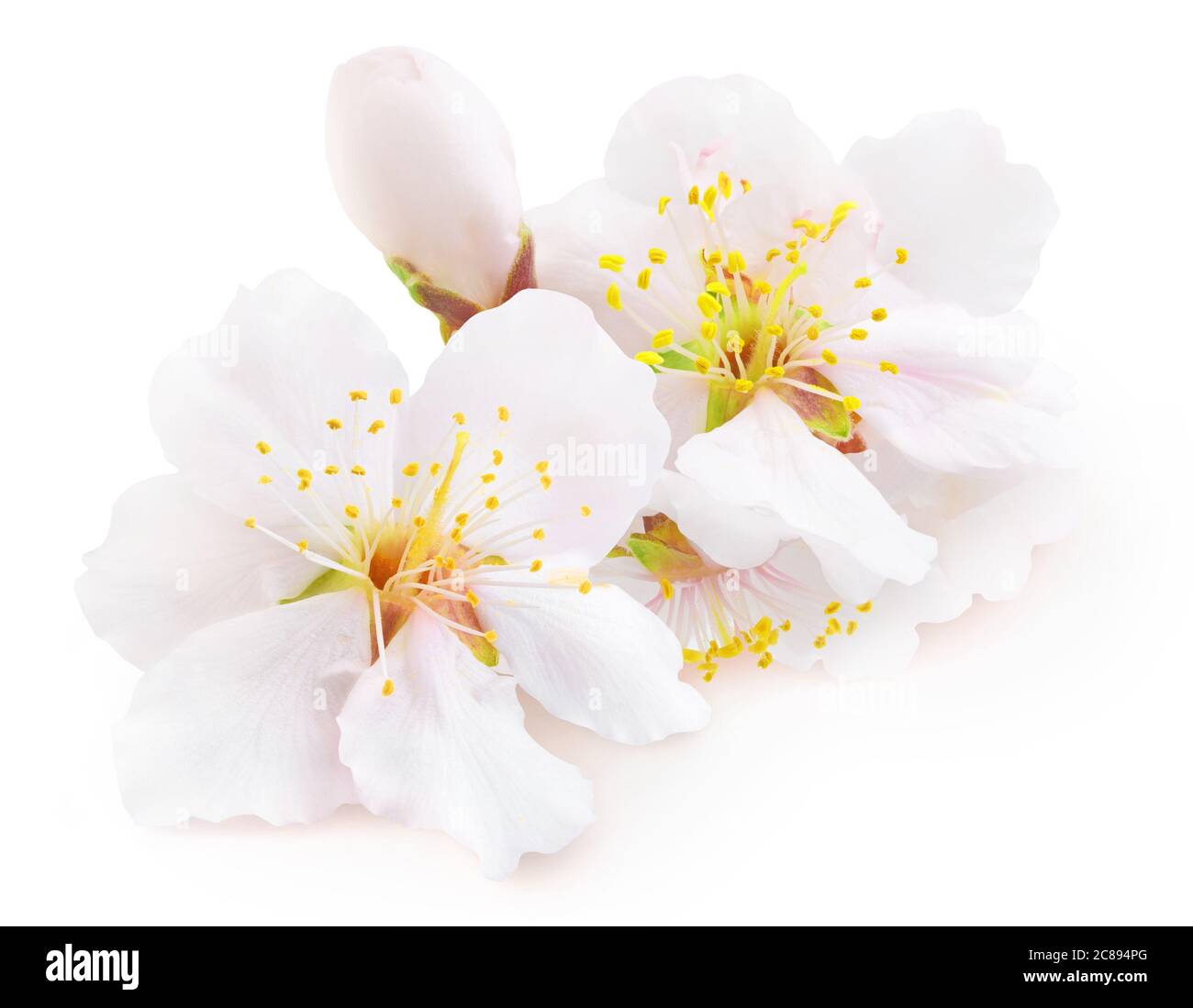 Fleurs d'amandiers blancs isolées sur fond blanc Banque D'Images