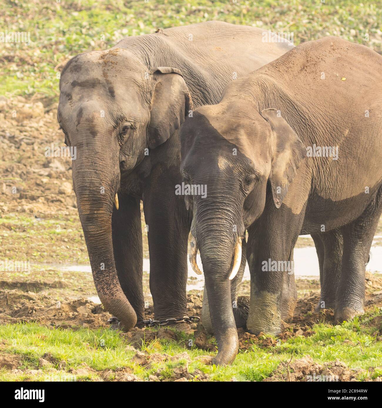 Deux petits éléphants avec des défenses jouant avec leurs malles À Assam Inde Banque D'Images