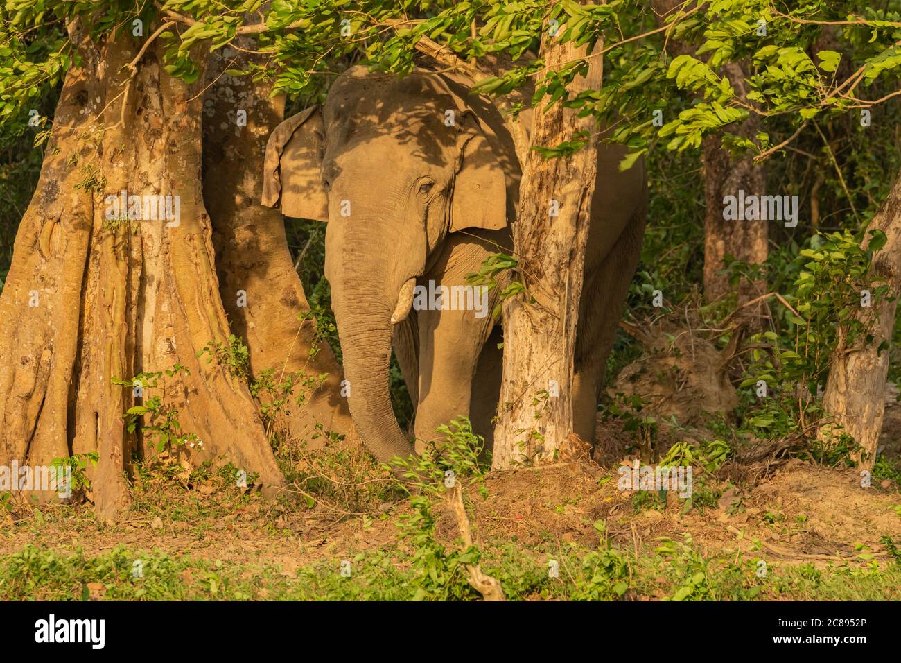 Image sélective d'un éléphant d'Asie sauvage avec défenses debout au bord d'une jungle à un Parc national de l'Inde du Bengale occidental Banque D'Images