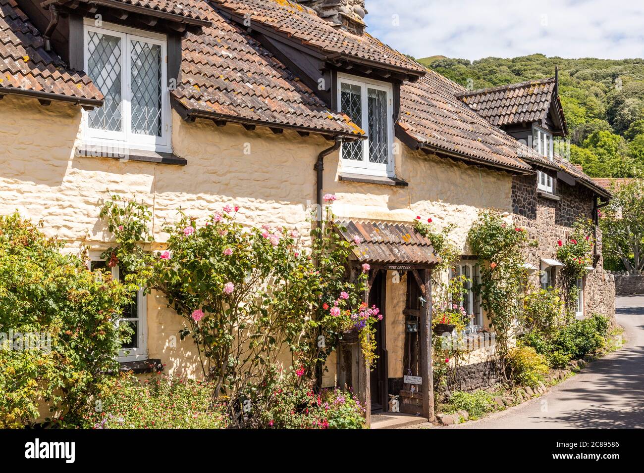 Roses fleuries à l'extérieur de cottages carrelés traditionnels dans le parc national d'Exmoor, dans le village de Bossington, Somerset, Royaume-Uni Banque D'Images