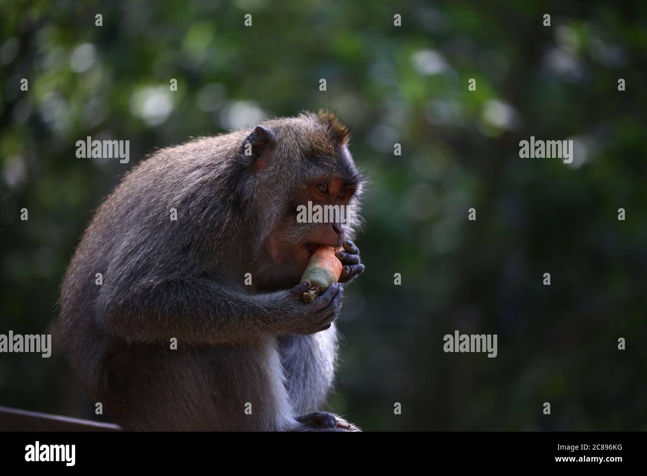 Singe mangeant la carotte Banque D'Images