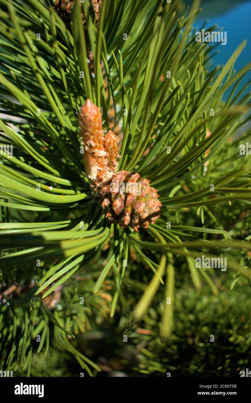 Un jeune sapin se trouve près du lac de Davos Banque D'Images