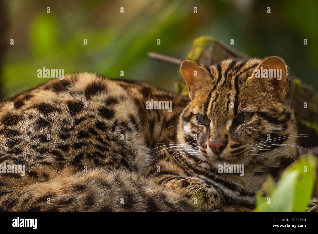Une image rare de foyer sélectif d'un chat léopard sauvage dans son habitat naturel se trouvant seul dans une forêt tropicale Dans le nord-est de l'Inde Banque D'Images