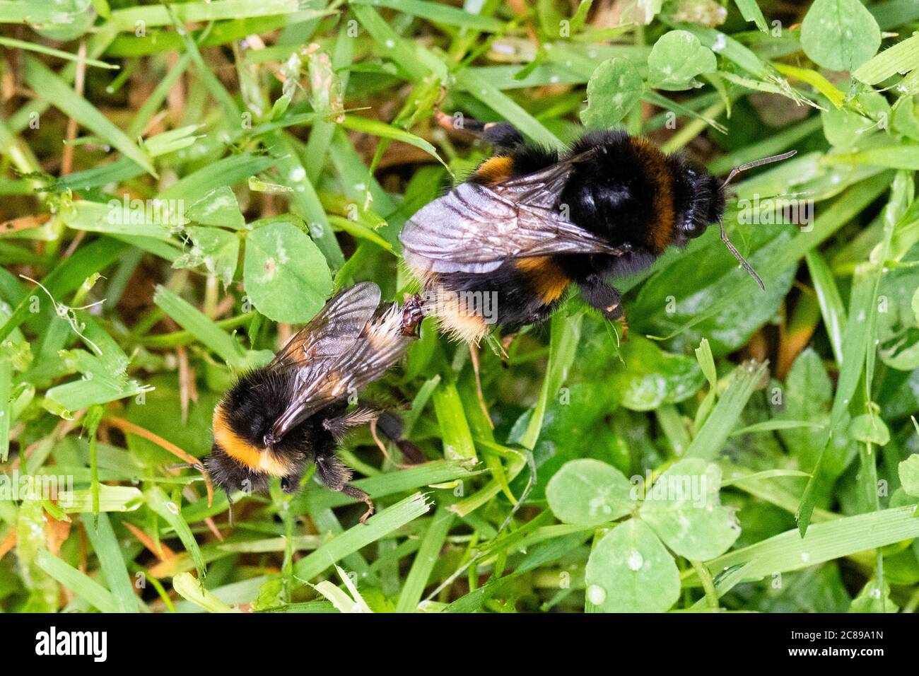 Bumblebees à queue de chamois (Bombus terrestris) se accouplant sur la pelouse du jardin - Écosse, Royaume-Uni Banque D'Images