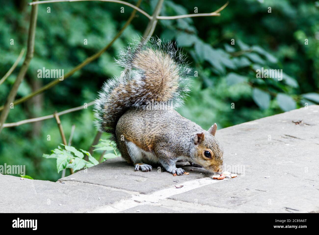 Gros plan d'un écureuil gris (Sciurus carolinensis) mangeant des arachides dans un parc, Londres, Royaume-Uni Banque D'Images