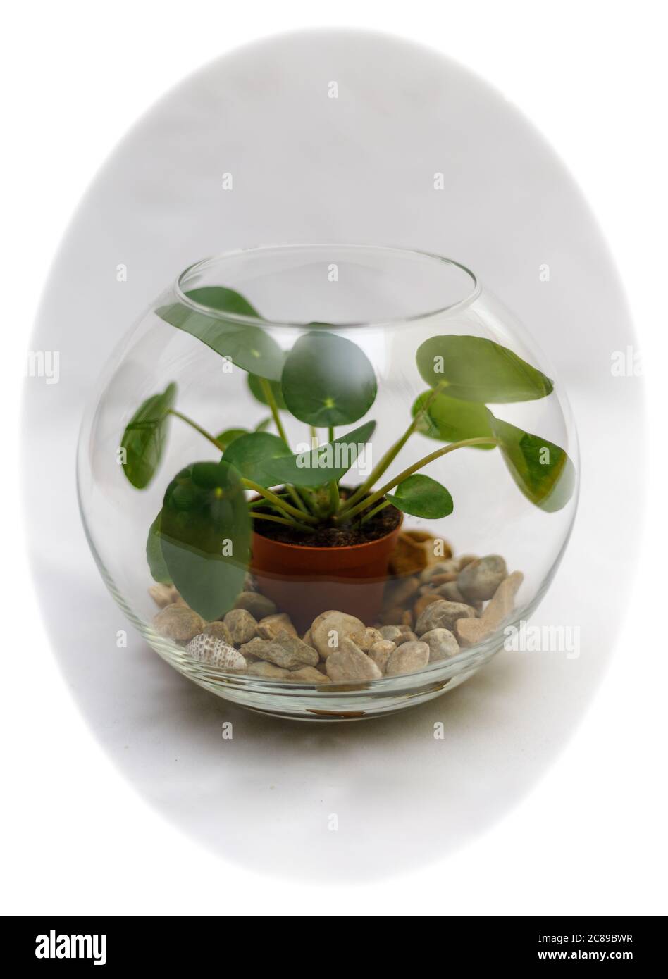 Plante de crêpe dans un bol de poisson utilisé comme décoration Banque D'Images