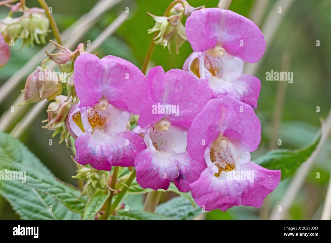 Balsam de l'Himalaya ( Impatiens glandulifera.) Banque D'Images