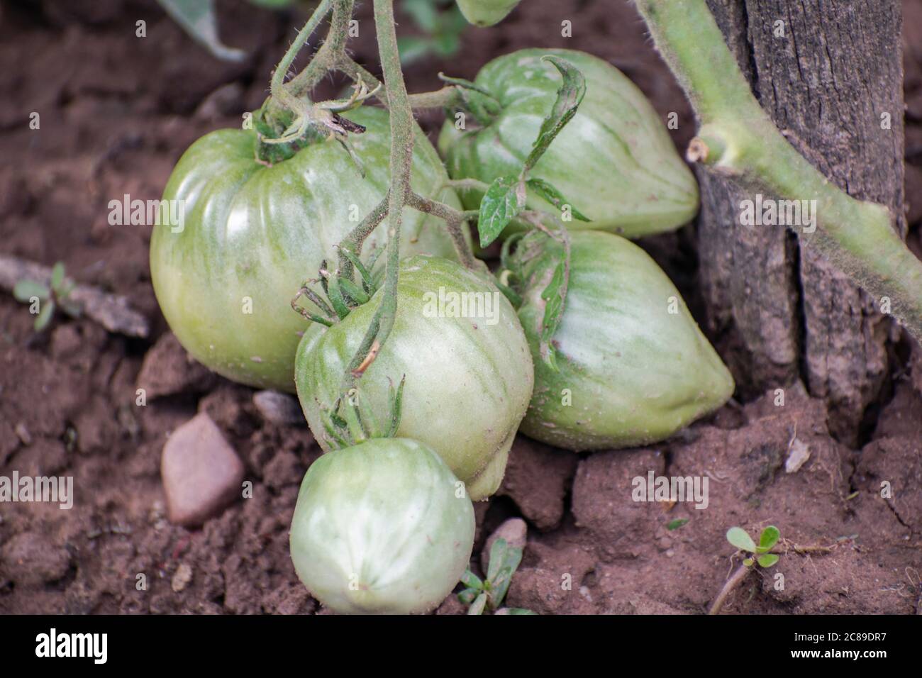 Tomates à l'ancienne, « Beefsteak », fruits de tomates de bœuf vert dans le jardin, Solanum lycopersicum Banque D'Images