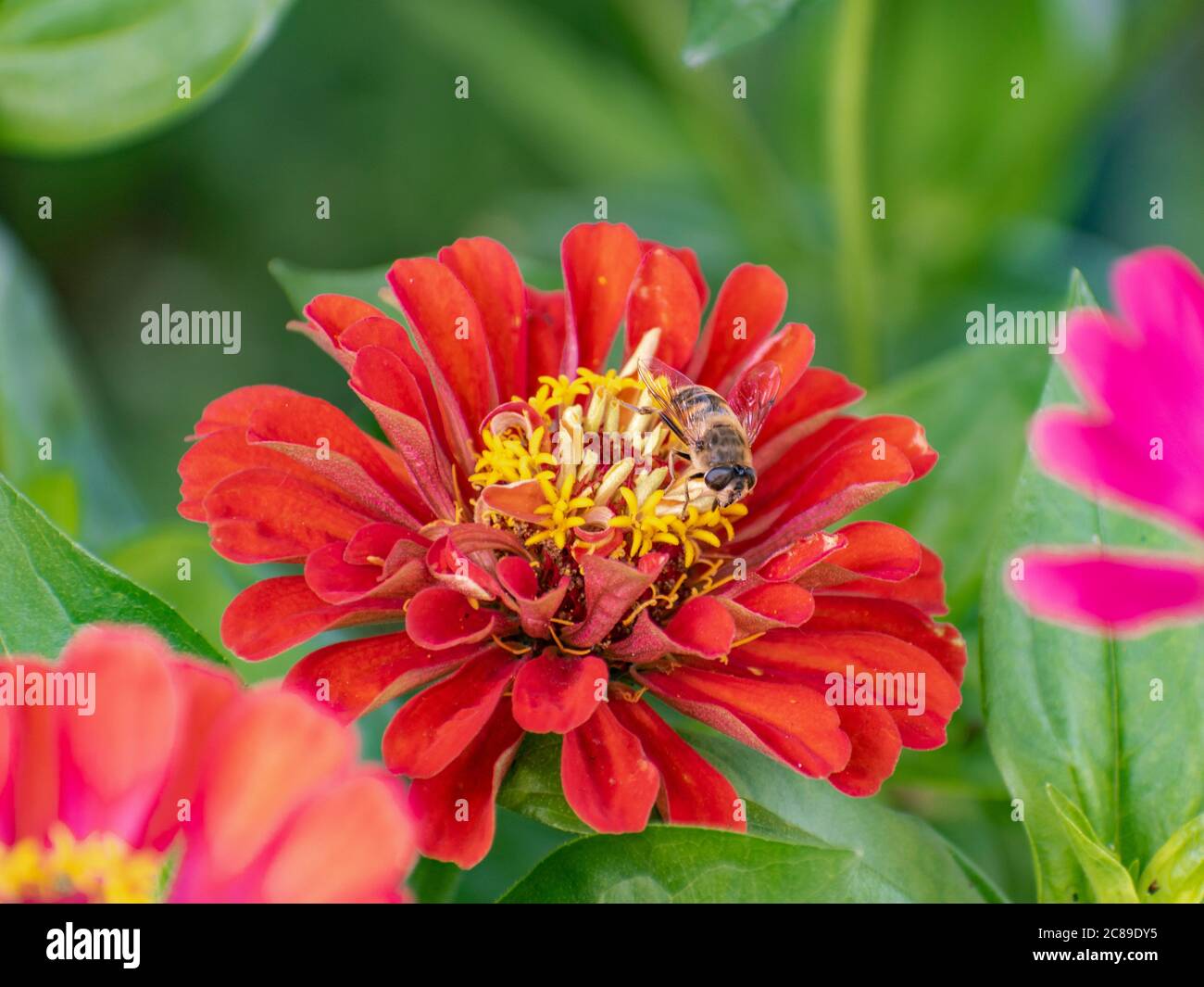 Abeille sur une fleur rouge commune de Zinnia elegans en fleur Banque D'Images