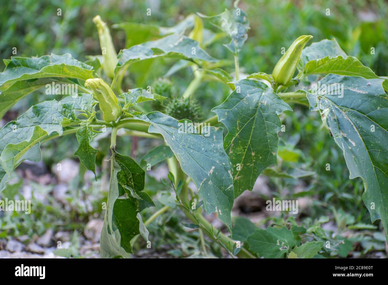 Pomme de Thorn commune, mauvaise herbe Jimson , plante toxique Datura stramonium Banque D'Images