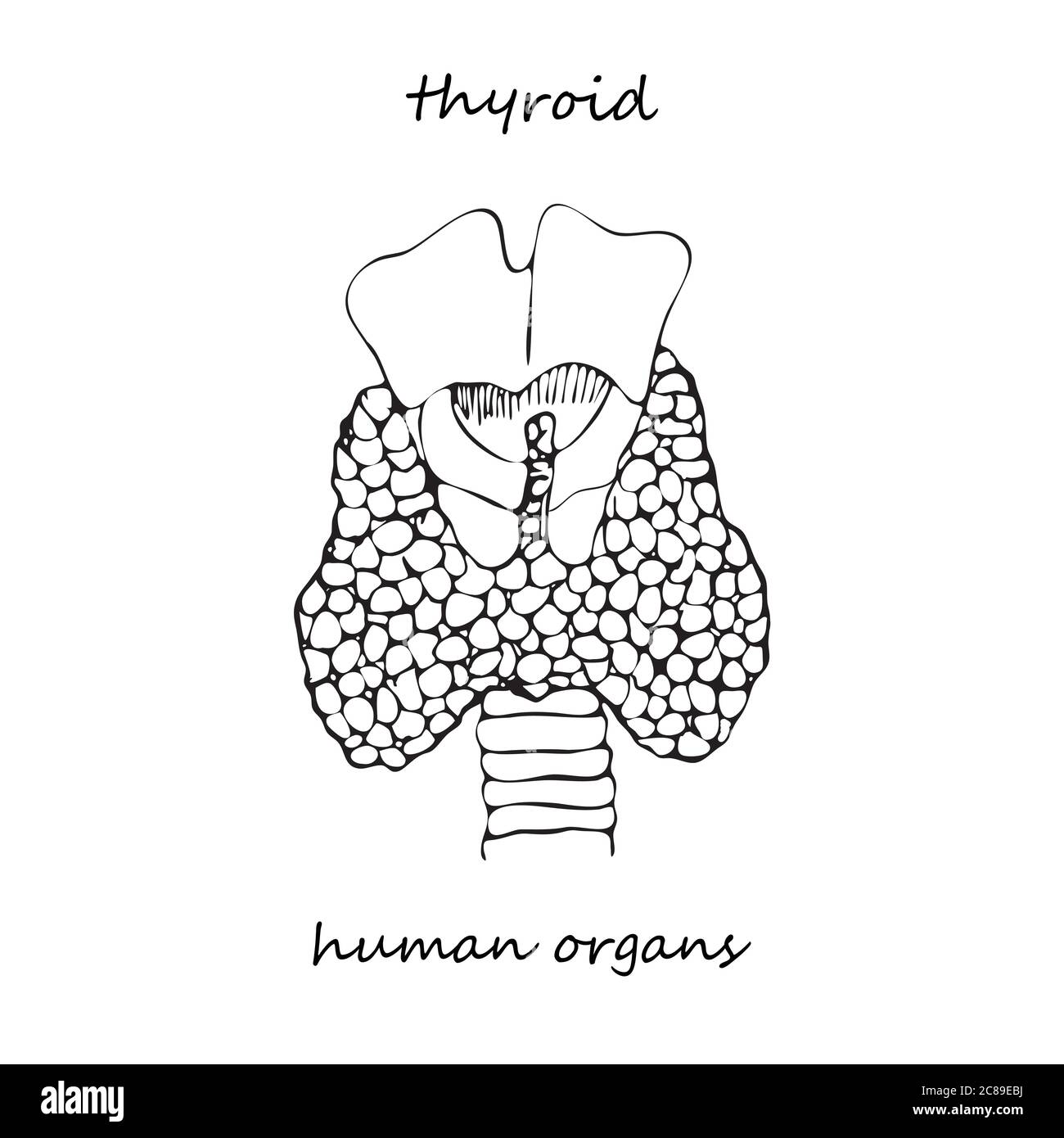 Structure et parties de la thyroïde. Icône dessinée à la main isolée sur fond blanc organes internes humains. Style d'esquisse de ligne. Conception pour projet médical, affiche Illustration de Vecteur