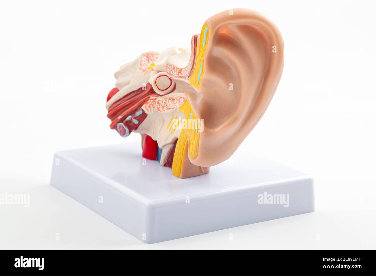 ORL ou otolaryngologie, équipement de laboratoire et concept de santé d'organe auditif avec modèle anatomique d'oreille isolé sur fond blanc avec coupure Banque D'Images