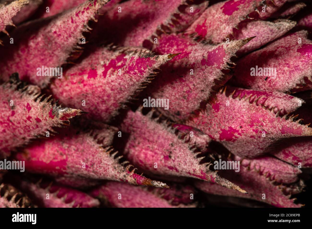 Plante à vase ou à ourne argentée (Aechmea fasciata) Banque D'Images