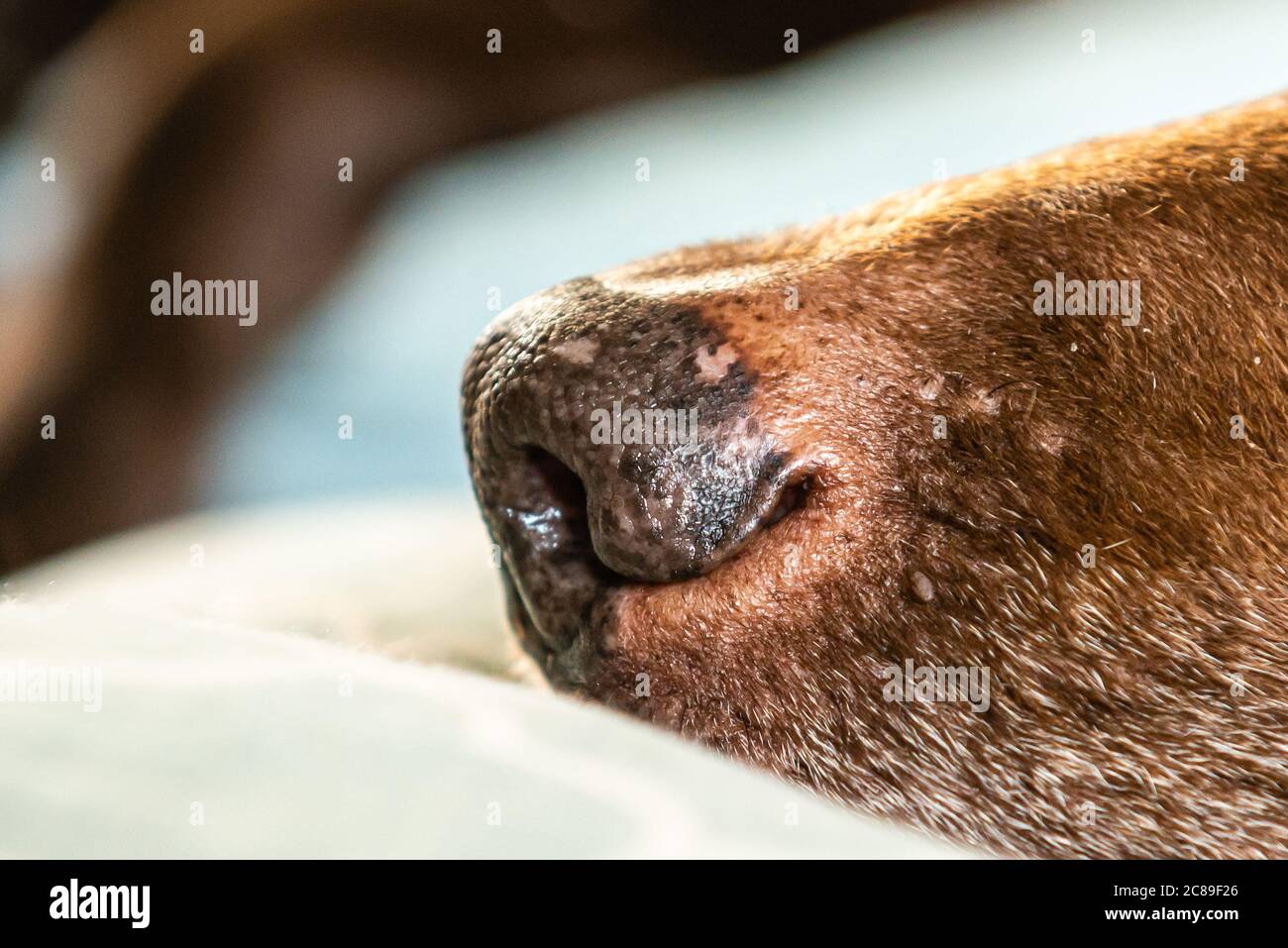 Un gros plan d'un nez de Labradors au chocolat Banque D'Images