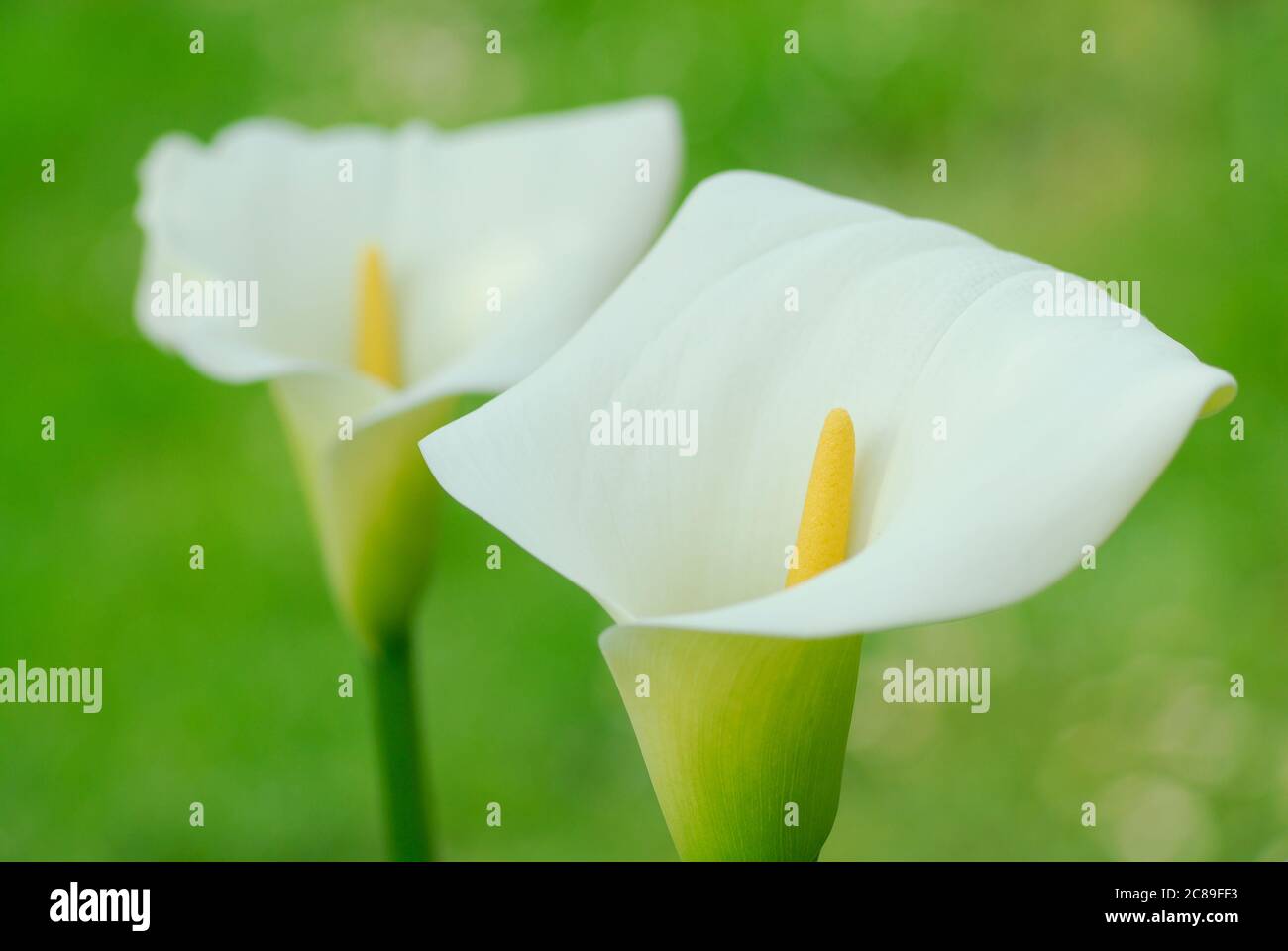 Blanc Calla Lilies avec un fond vert flou Banque D'Images