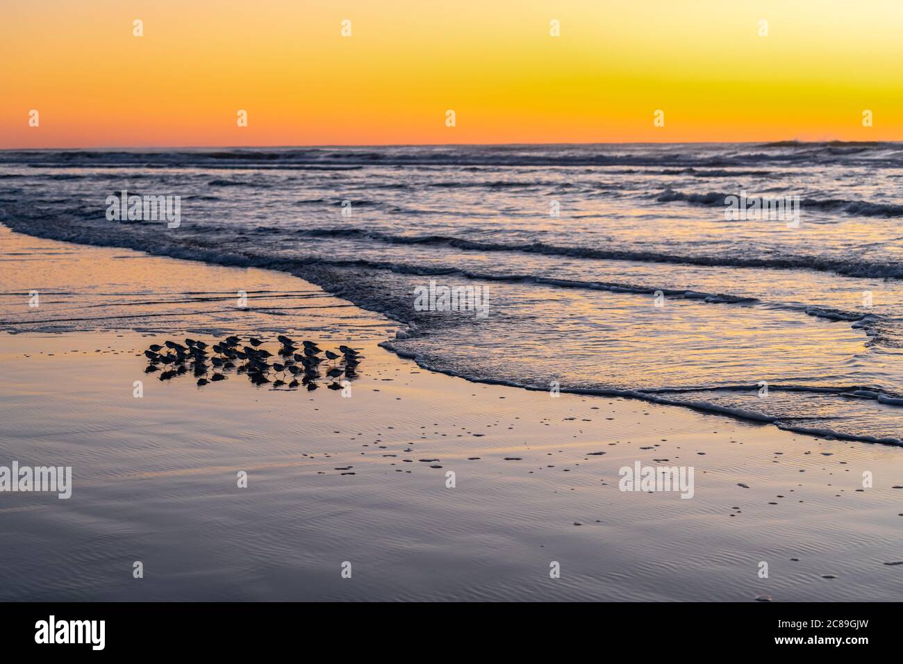 Pluvier enneigé (Charadrius nivosus) sur la plage de Nehalem au coucher du soleil, OREGON Banque D'Images