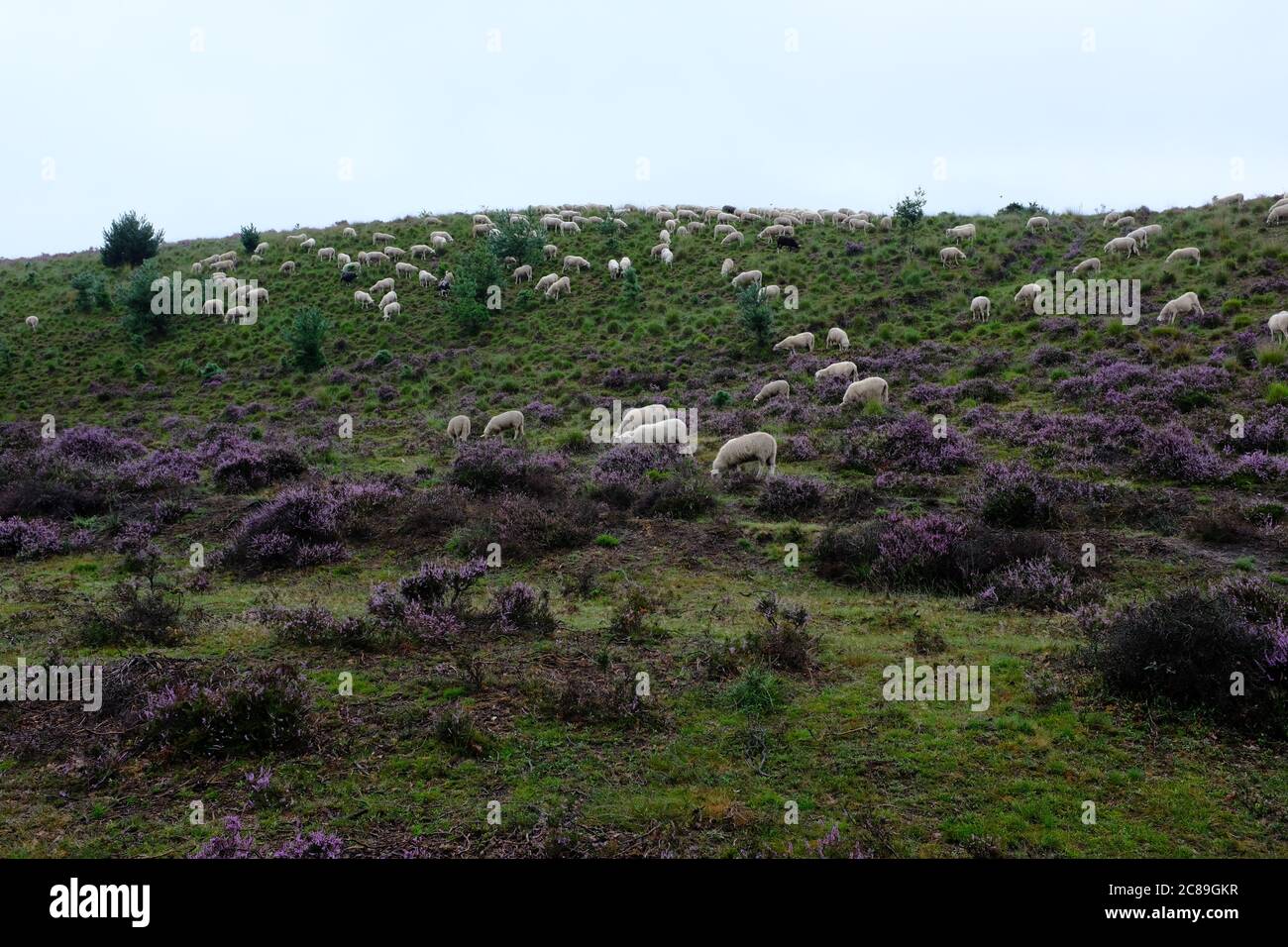 Floraison de bruyère en août dans un parc naturel appelé Posbank aux pays-Bas Banque D'Images