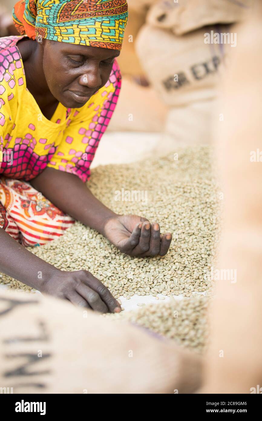 Une femme de qualité professionnelle trie et sac à la main les grains de café séchés dans l'entrepôt coopératif d'un producteur de café à Mbale, en Ouganda, en Afrique de l'est. Banque D'Images