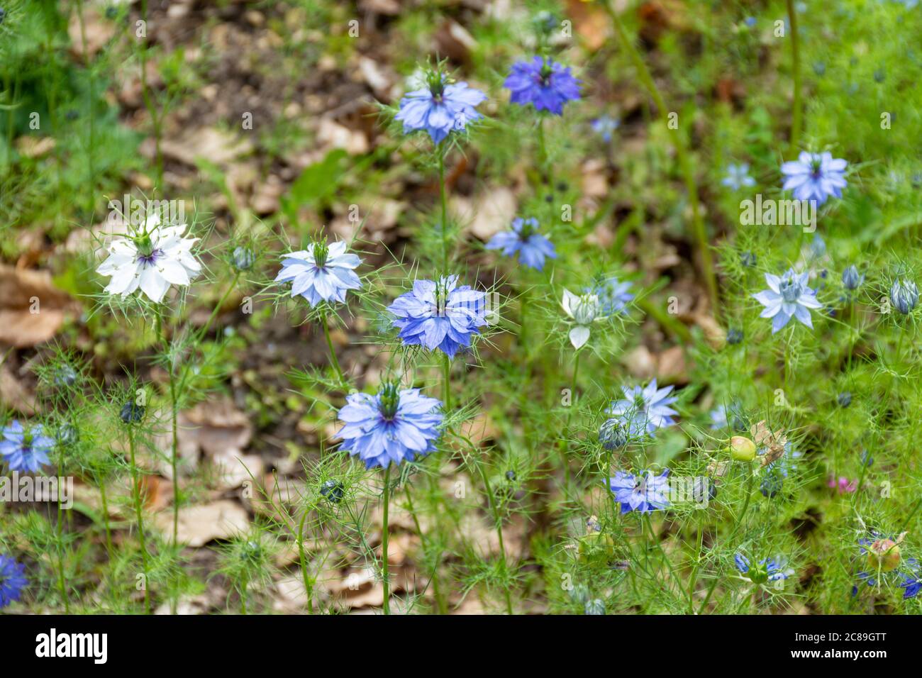 Collection botanique de plantes médicinales et d'herbes, fleurs bleues de l'usine de nigella damascena utilisée dans la cuisine et les parfums Banque D'Images