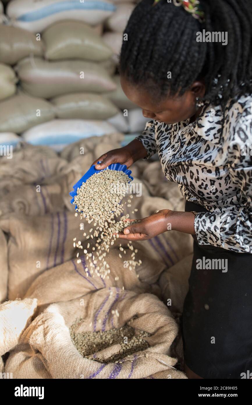 Une femme gestionnaire contrôle la qualité des sacs de grains de café séchés dans un entrepôt coopératif de producteurs de café à Mbale, en Ouganda, en Afrique de l'est. Banque D'Images