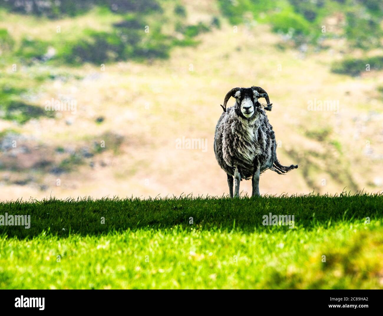 Swaledale ewe, Chipping, Preston, Lancashire, Royaume-Uni Banque D'Images