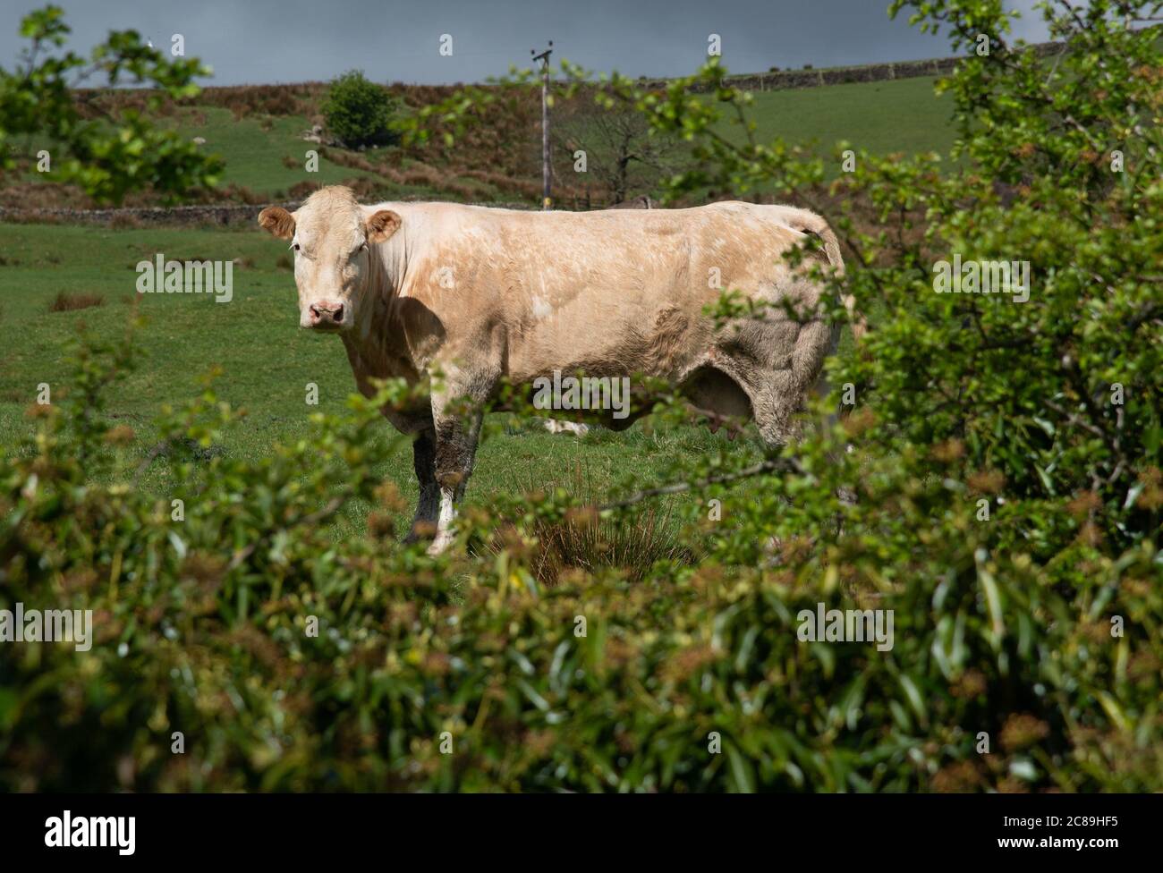 Vache de bœuf dans un champ d'herbe, Chipping, Preston, Lancashire, Royaume-Uni Banque D'Images