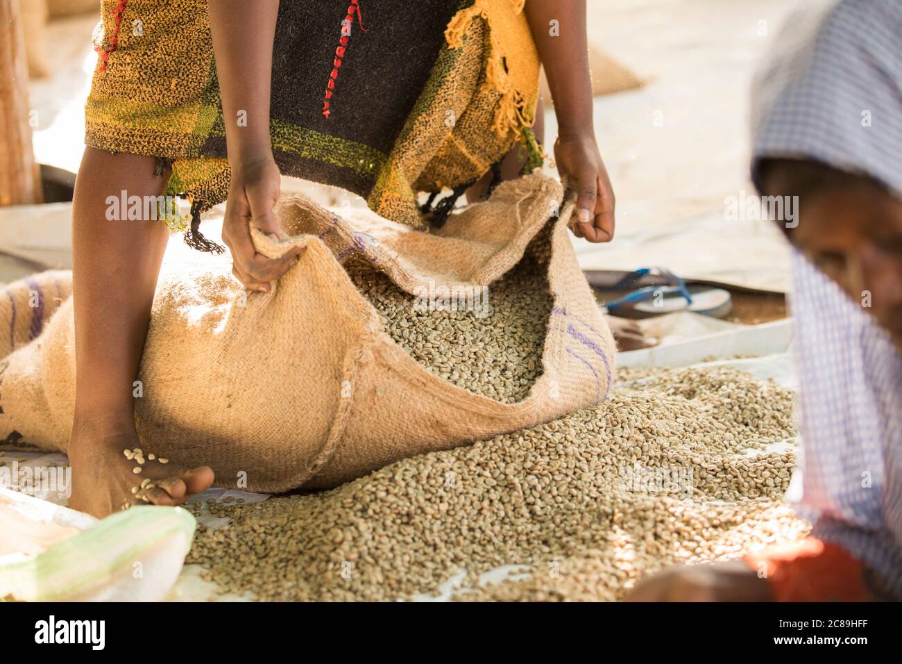 Les travailleuses et les travailleuses de qualité trient et mettent en sac les grains de café séchés dans l'entrepôt coopératif d'un producteur de café à Mbale, en Ouganda, en Afrique de l'est. Banque D'Images