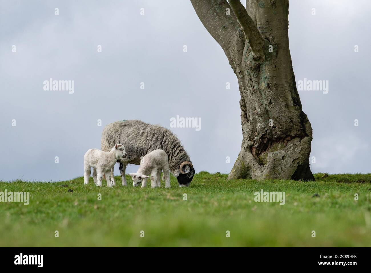 Ewe et agneaux Swaledale dans un champ de graminées, Chipping, Preston, Lancashire, Royaume-Uni Banque D'Images