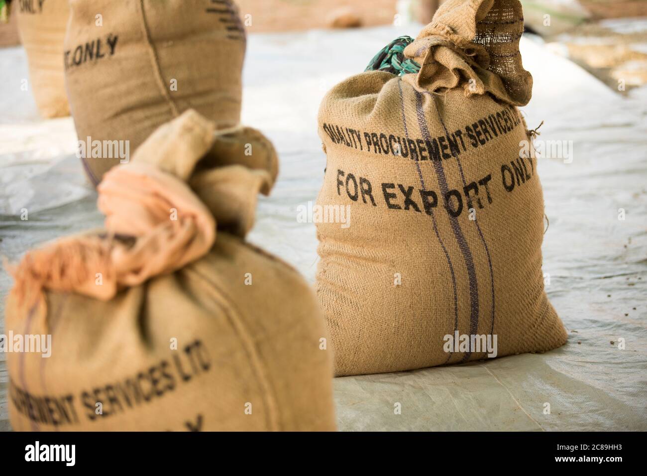 Les sacs de burlap de grains de café séchés sont étiquetés « pour exportation uniquement » dans un entrepôt coopératif des agriculteurs à Mbale, en Ouganda, en Afrique de l'est. Banque D'Images