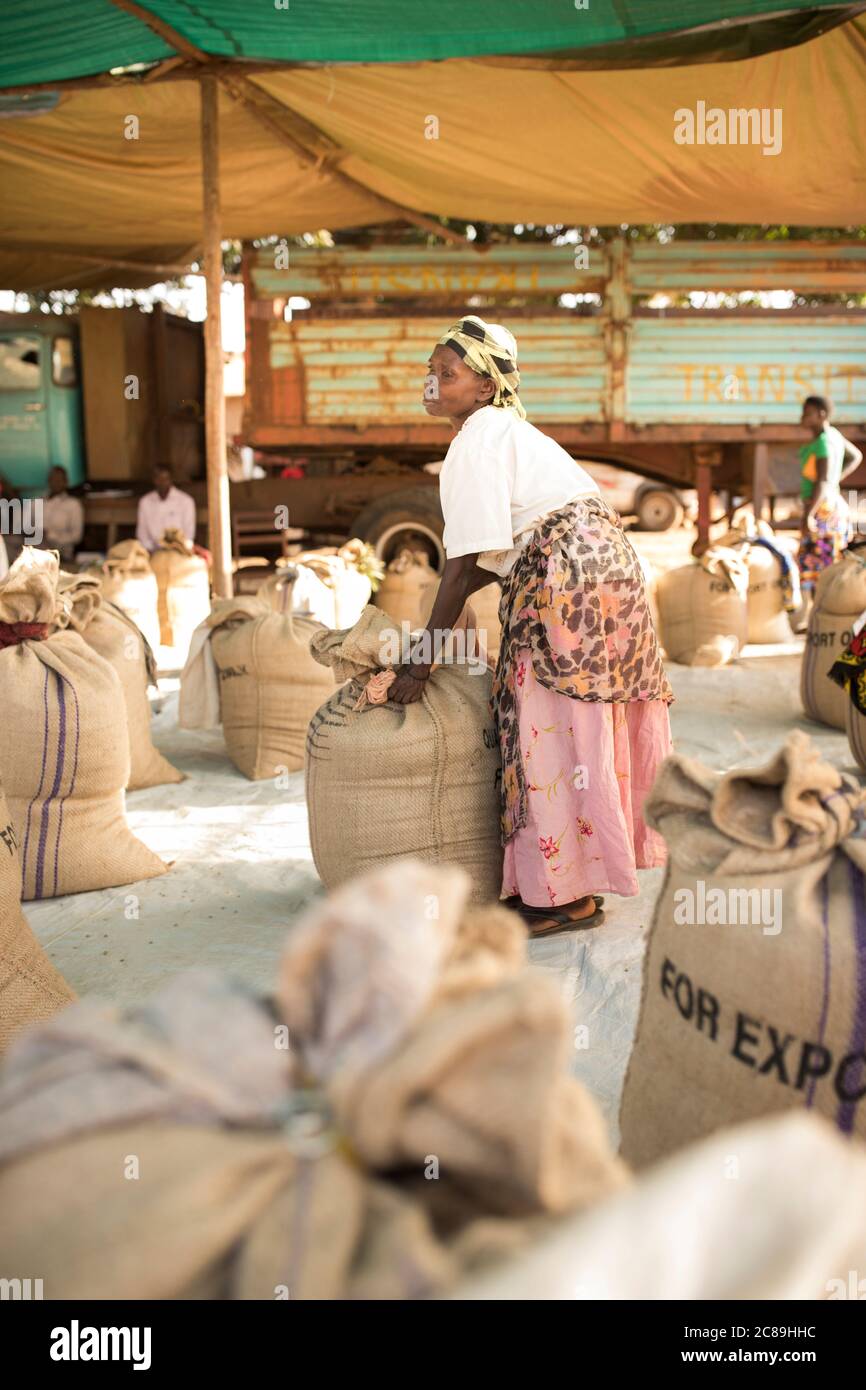 Les travailleurs vérifient la qualité des sacs de grains de café séchés dans un entrepôt coopératif de producteurs de café à Mbale, en Ouganda, en Afrique. Banque D'Images