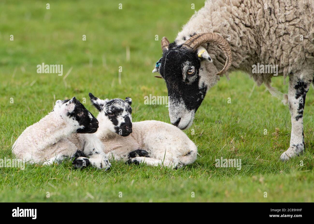 Ewe et agneaux Swaledale dans un champ de graminées, Chipping, Preston, Lancashire, Royaume-Uni Banque D'Images