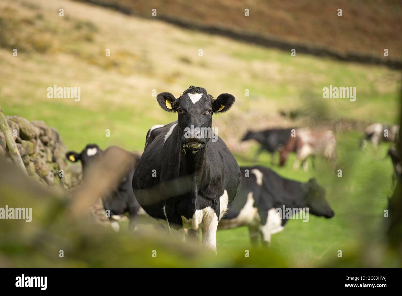 Vaches laitières, Macclesfield, Cheshire. Banque D'Images