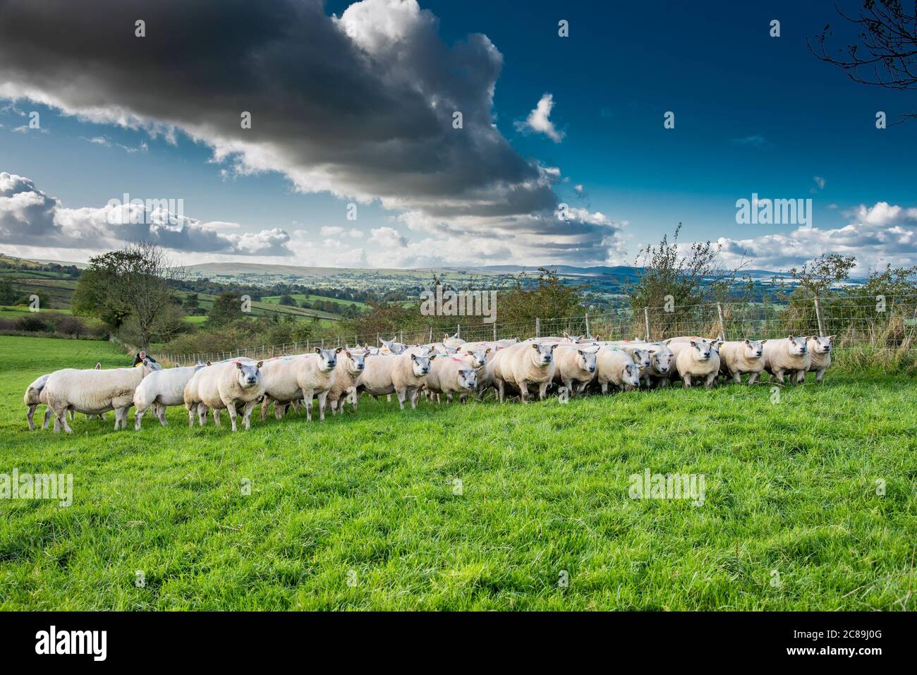 Beltex ewe, Kirkby Stephen, Cumbria. Banque D'Images