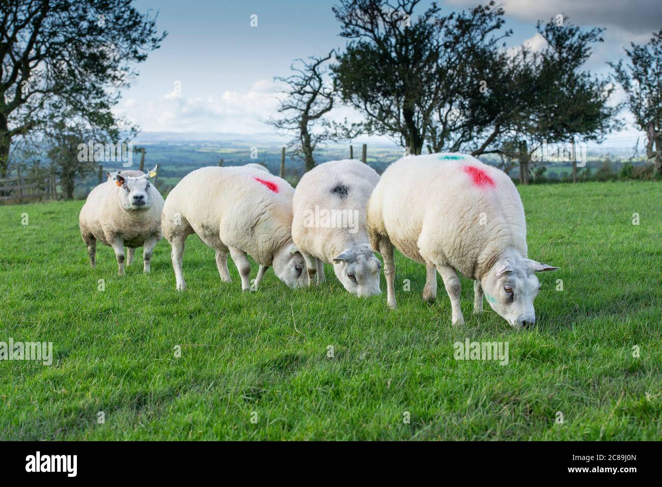 Beltex ewe, Kirkby Stephen, Cumbria. Banque D'Images