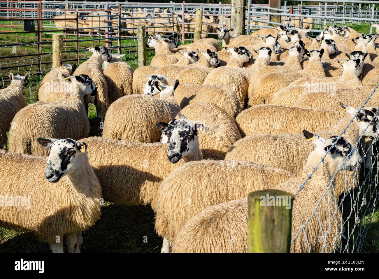 Vente de moutons à mule, marché aux enchères de bétail Lazonby, Lazonby, Cumbria. Banque D'Images
