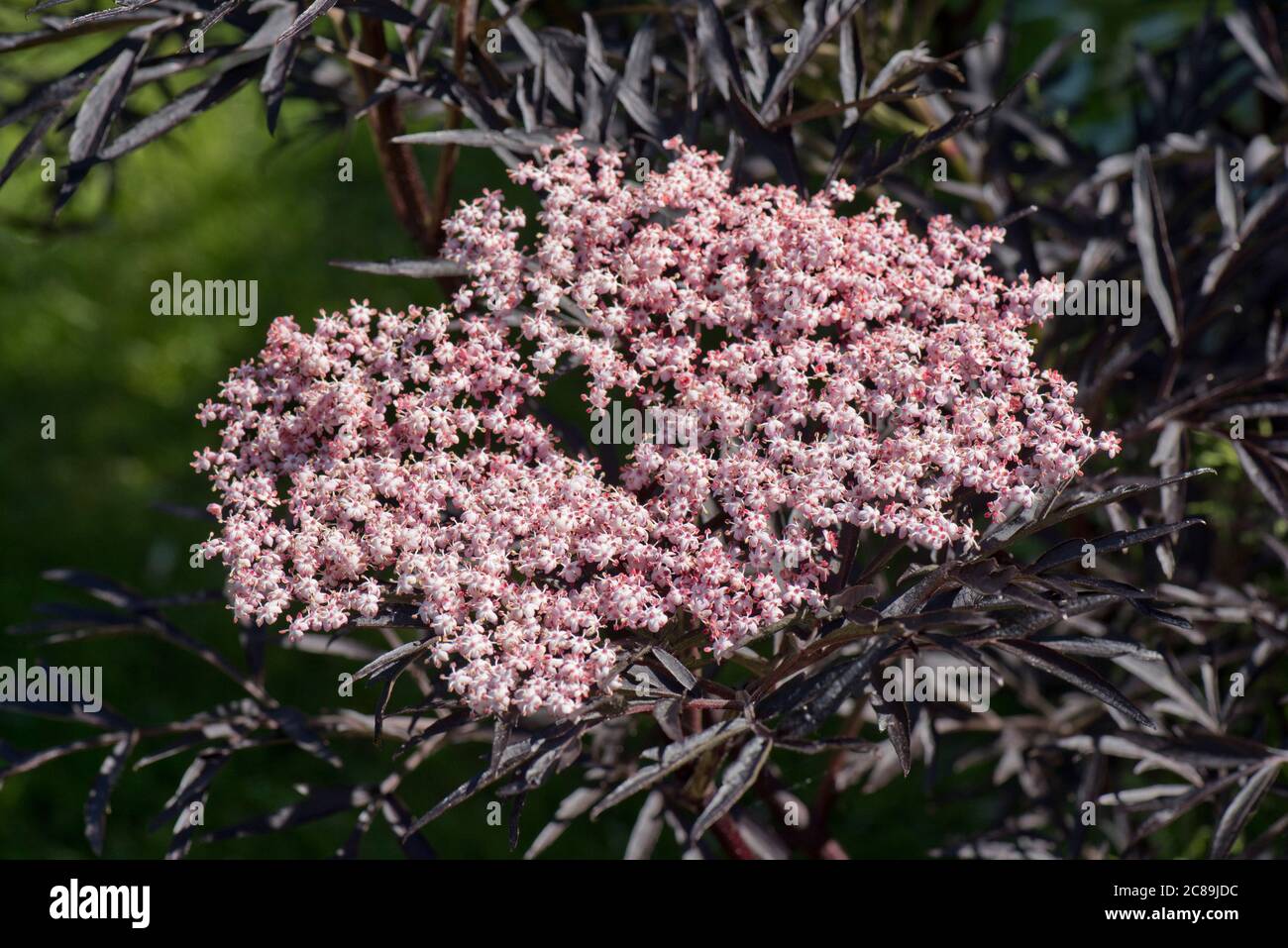 Fleurs et rouge foncé presque noir de Sambucus nigra 'Black Lace' un arbuste ou petit arbre ornemental, Berkshire, juin Banque D'Images